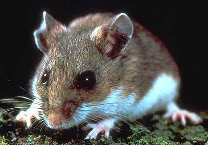 Mouse, House Mouse, Mice, Rodent, Deer Mouse, Exterminator, Extermination, Pest Control, Michigan, Eco-Tech Pest Management 