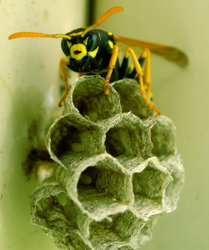 Paper Wasp, Wasp, Bee, Wasp Nest, Pest Control, Michigan, Exterminator, Eco-Tech Pest Management