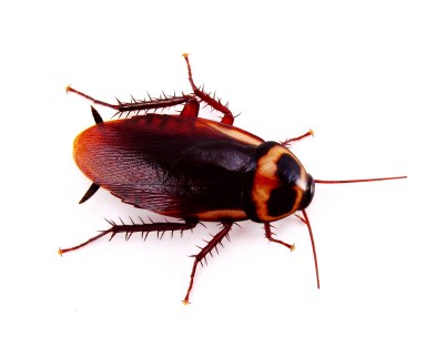 Cockroach, Roach, German Cockroach, Brown Banded Cockroach, Oriental Cockroach, Cockroach Control, Extermonation, Exterminators, Michigan
