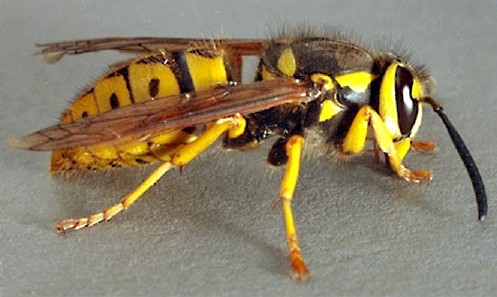 Yellow Jacket, Yellowjacket, exterminator, extermination, Michigan, Bee