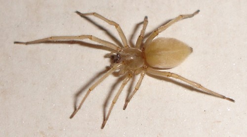 Spider, Yellow Sac Spider, Spider Identification, Michigan, Eco-Tech Pest Management, Exterminator, Extermination, Pest Control